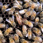 bees