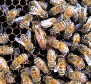 bees